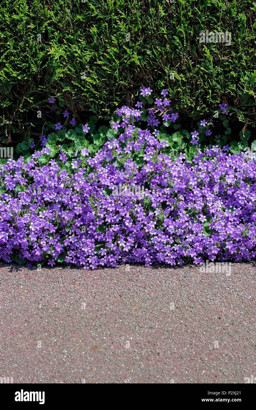 Nature, fleurs, à l'environnement et la flore : de belles fleurs violettes Campanula portenschlagiana plantés entre un sentier de la rue et une haie. Banque D'Images