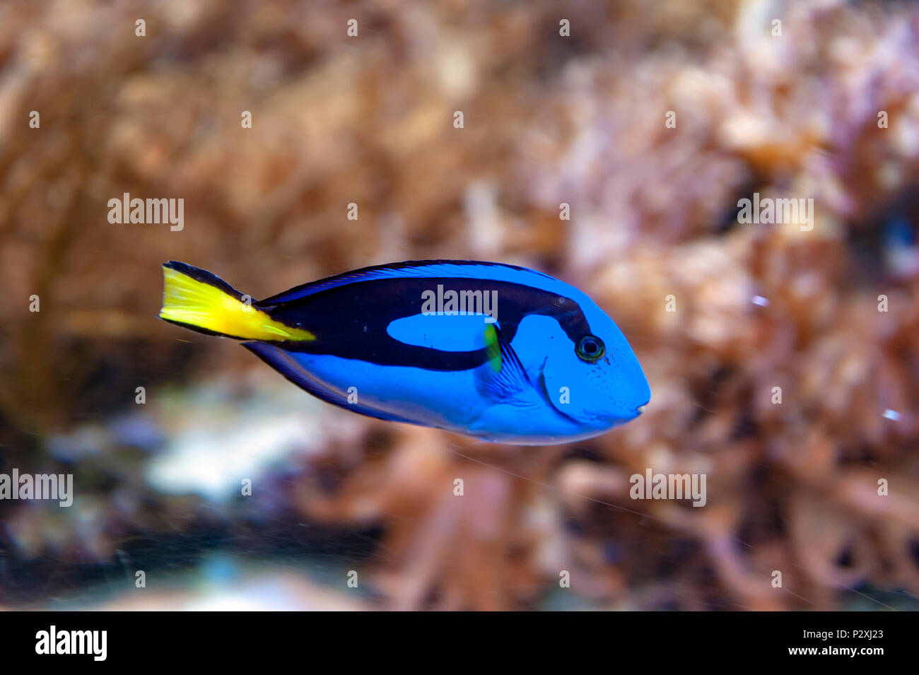 Regal blue tang, chirurgiens, palette ou hippo tang, un chirurgien de  l'Indo-Pacifique de Paracanthurus hepatus espèces avec couleur bleu vif  Photo Stock - Alamy