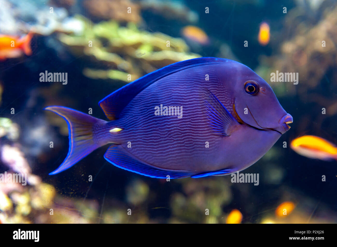 Un des poissons de récifs coralliens de Blue Tang (Acanthurus coeruleus), un chirurgien avec d'autres noms tels que le bleu de l'Atlantique blue tang, salon de coiffure, médecin bleu Banque D'Images