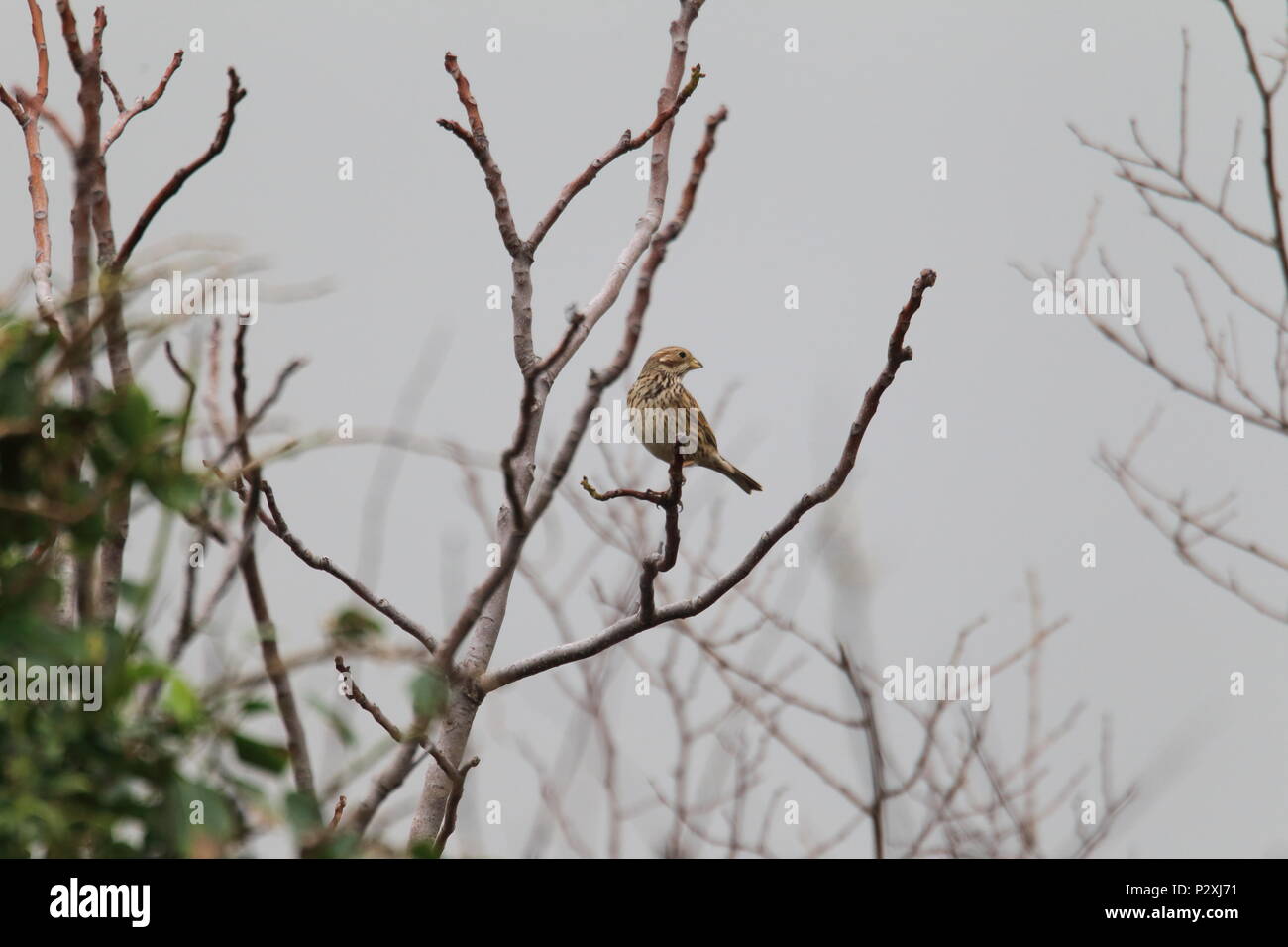 Bruant proyer (Emberiza calandra) en Turquie Banque D'Images