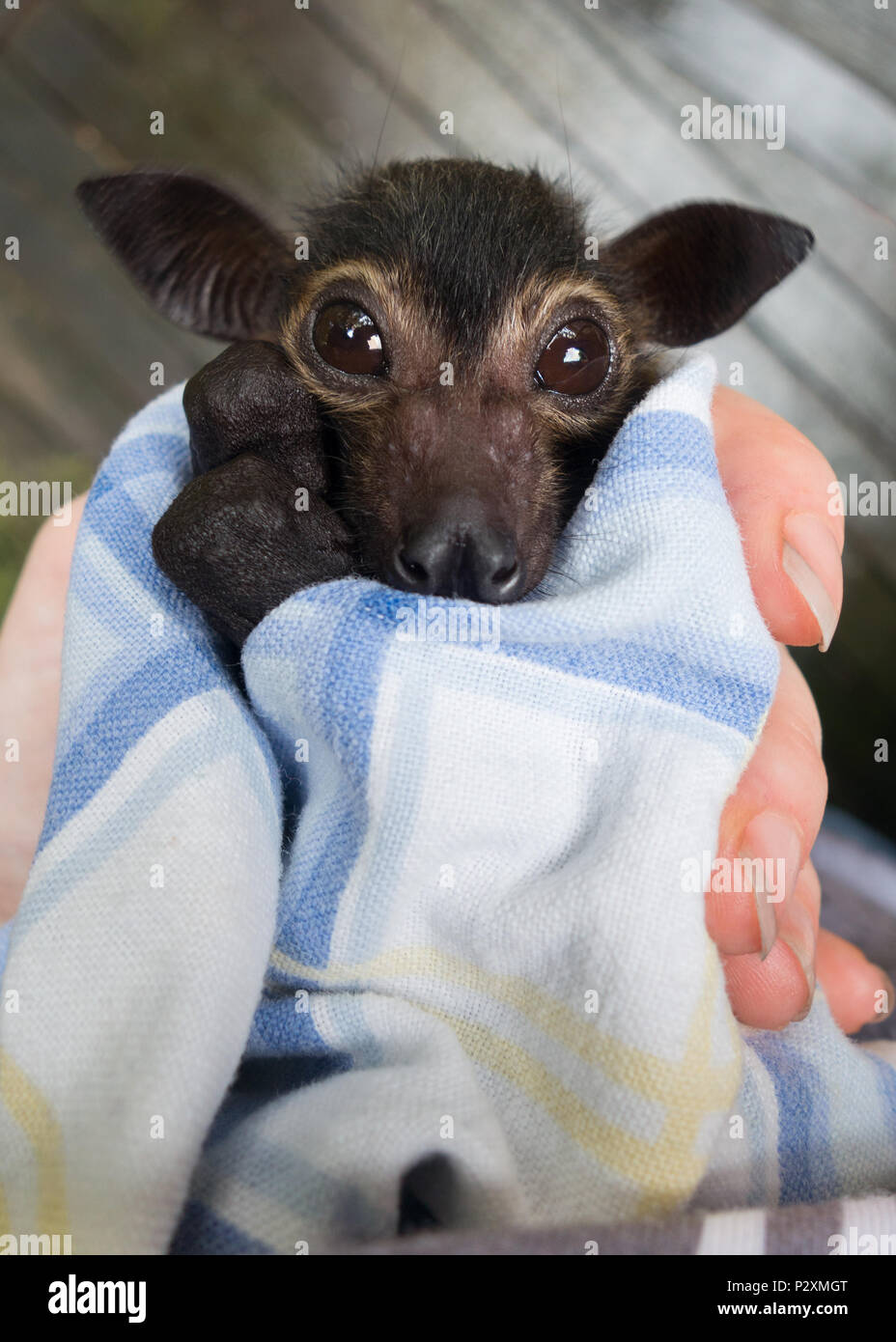 Un Renard Volant A Lunettes Orphelines Bat Nomme Dobby Qui Sont Pris En Charge Dans Un Centre De Sauvetage De La Faune A Kuranda Queensland Australie Photo Stock Alamy