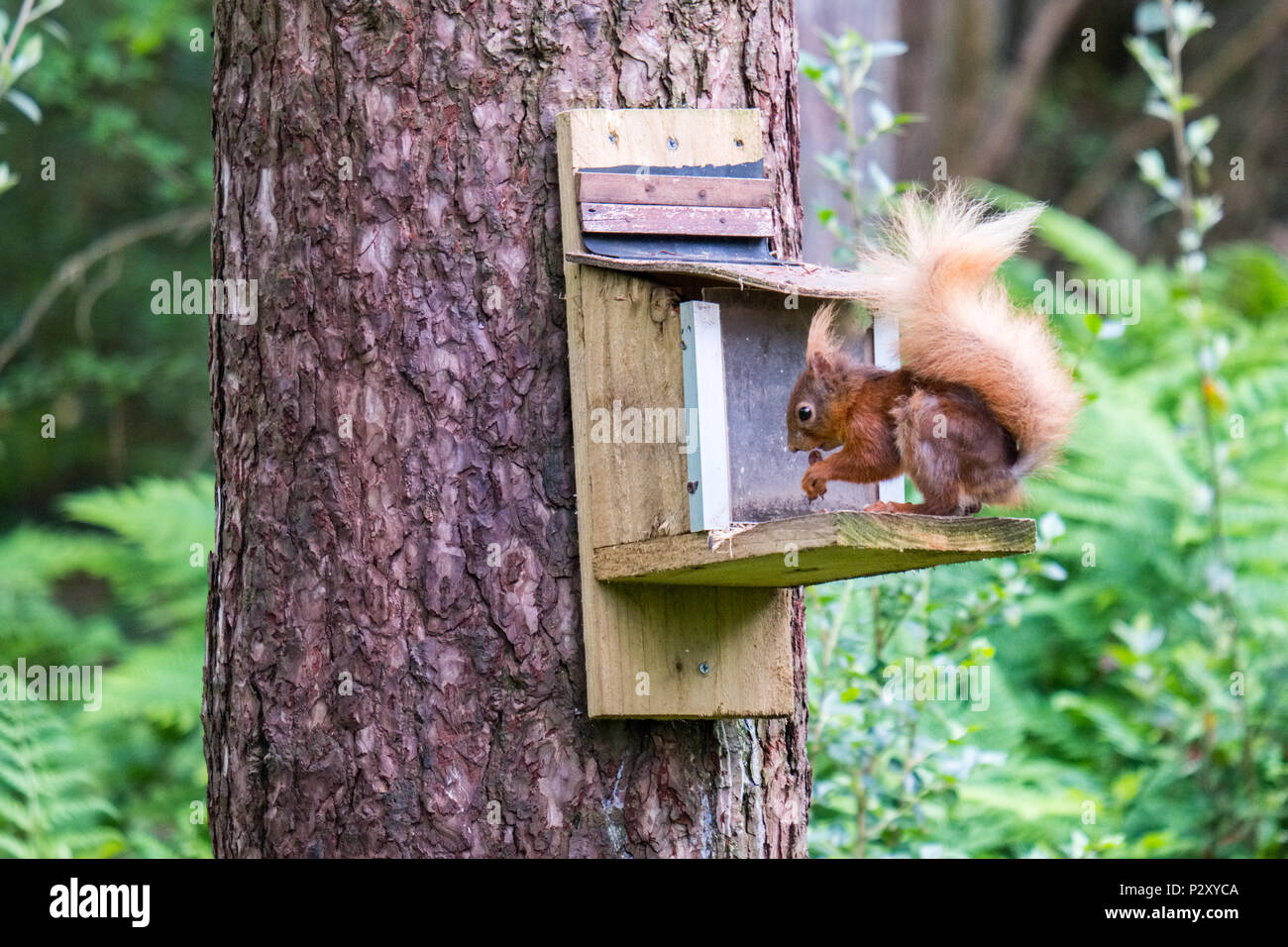 L'Écureuil roux à une mangeoire à Forêt Newborough sur Anglesey, au Pays de Galles. C'est un élément important de la conservation de l'écureuil rouge vue. Banque D'Images