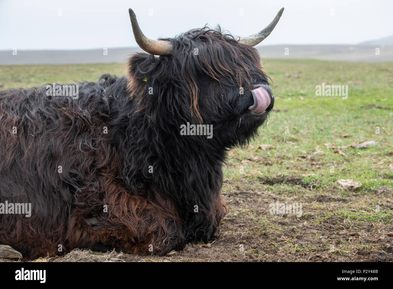 Grande-bretagne, Shetland, Fair Isle. Vache Highland avec la langue. Banque D'Images