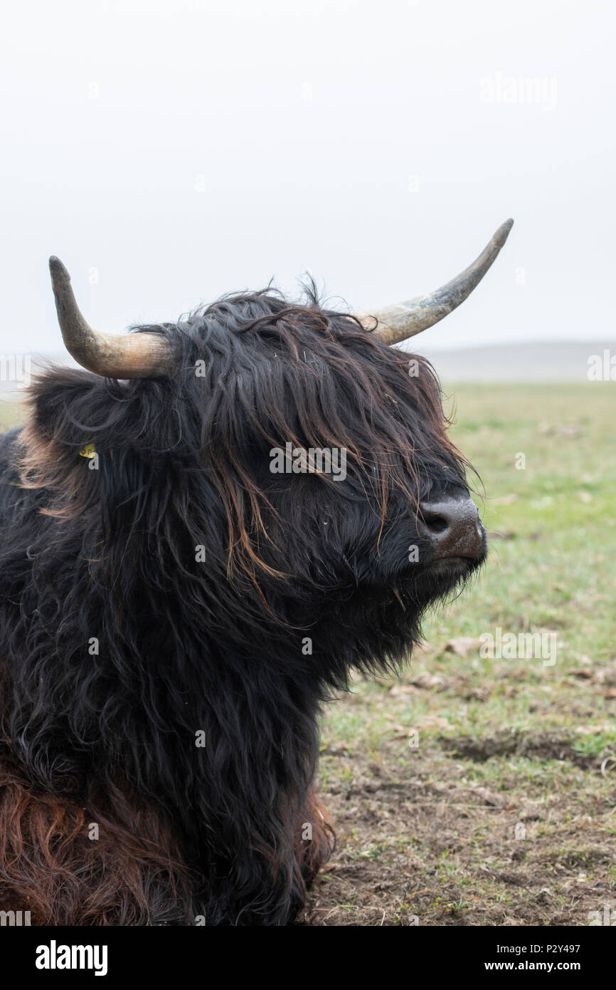 Grande-bretagne, Shetland, Fair Isle. Vache Highland. Banque D'Images