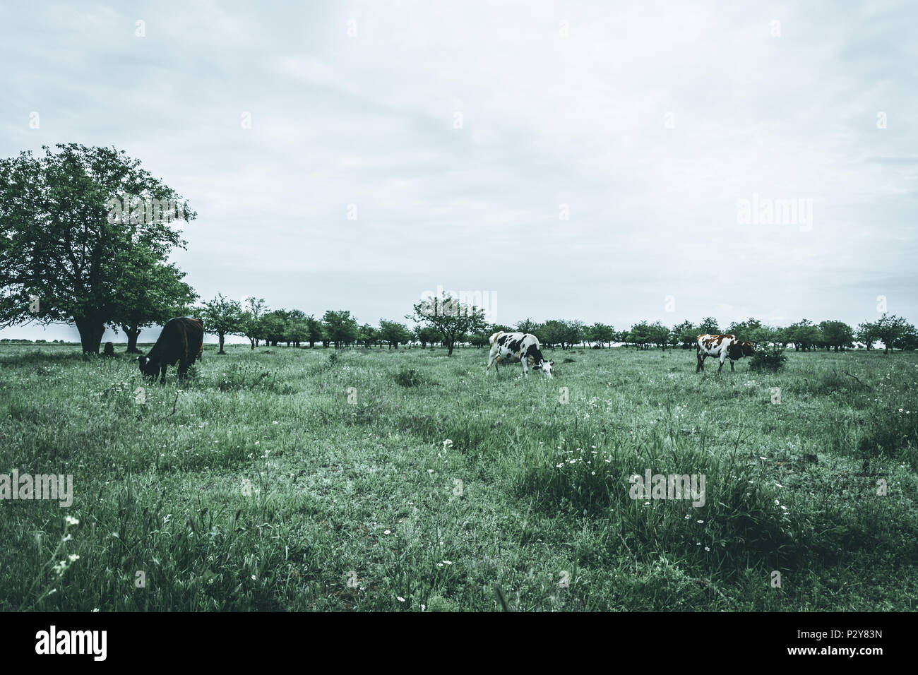 Groupe de vaches dans un champ, la photographie de paysage rural, effet moody Banque D'Images