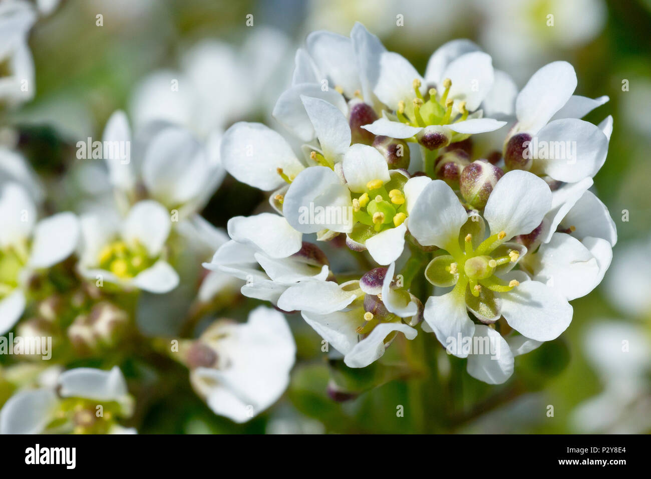 Le scorbut commun-grass (cochlearia officinalis), close up d'une seule tête floraison montrant le détail. Banque D'Images