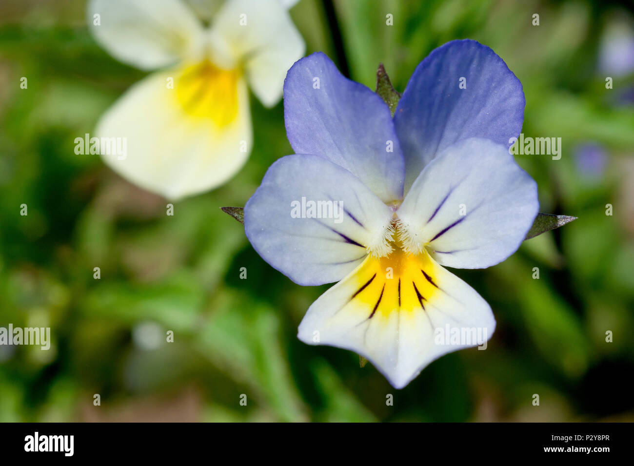 Pensée Sauvage Ou Heartsease Viola Tricolor Gros Plan D