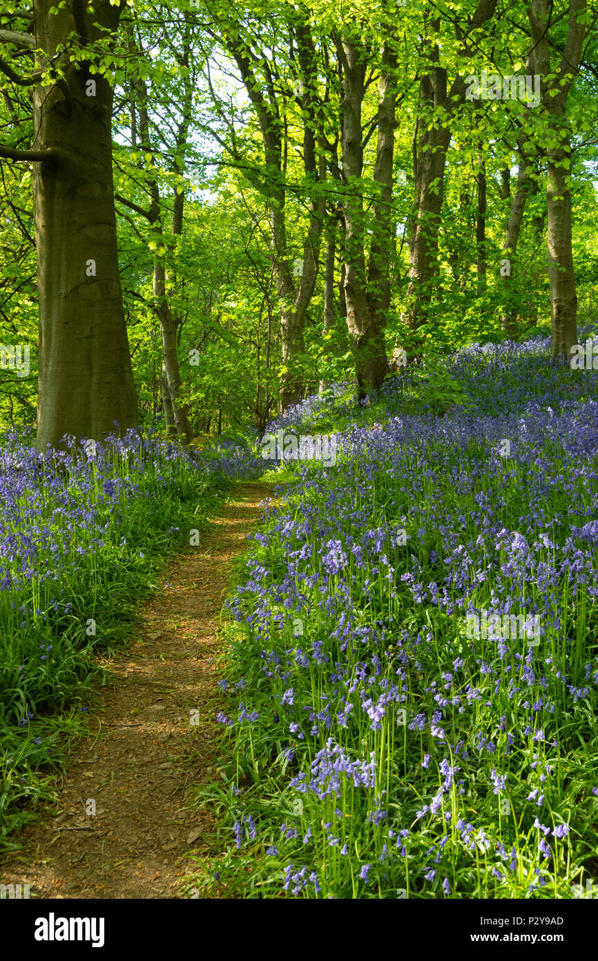 La lumière du soleil pommelé, chemin, beau tapis bleu coloré de jacinthes fleurs & arbres forestiers - Middleton Woods, Ilkley, West Yorkshire, Angleterre, Royaume-Uni. Banque D'Images