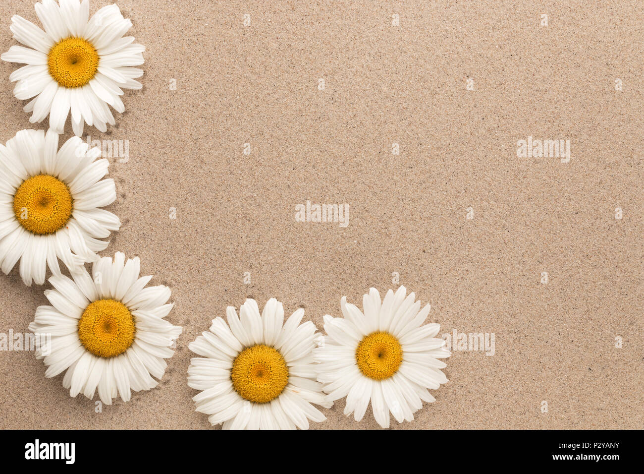 Cinq marguerites poussent sur le sable avec de l'espace pour votre texte. Vue de dessus Banque D'Images