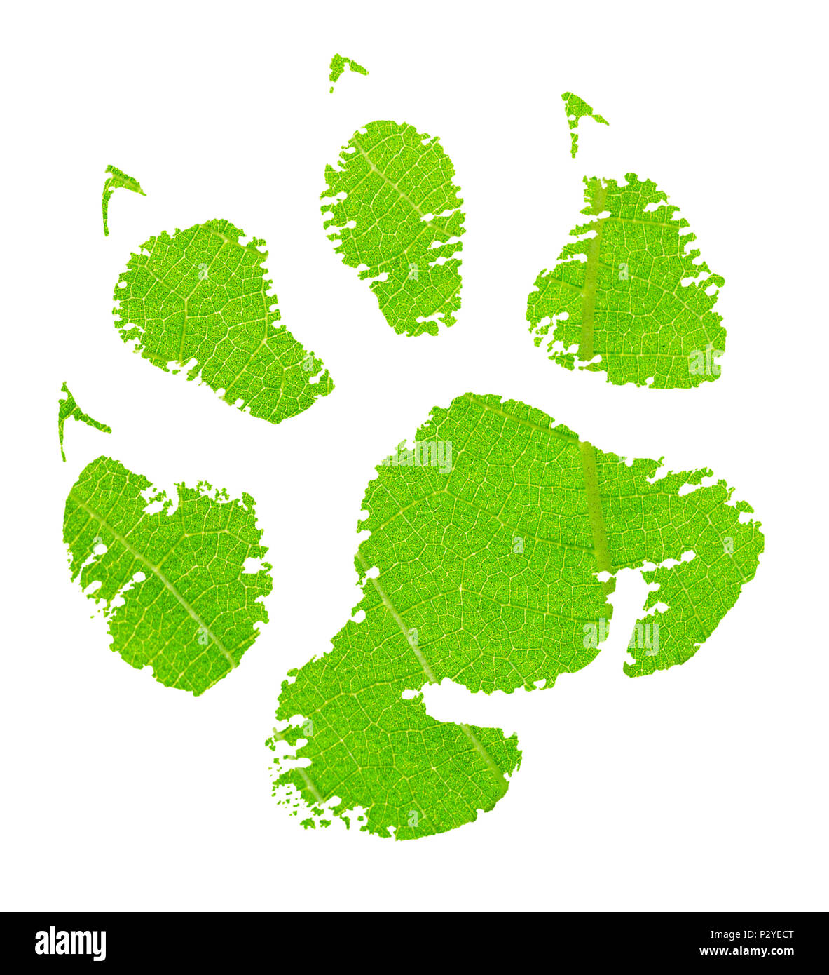 Animal vert avec une texture de la feuille verte Banque D'Images