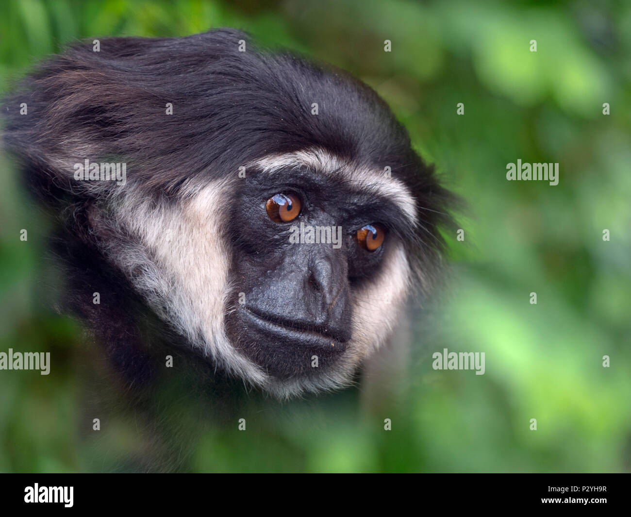 L'Agile gibbon Hylobates agilis mammifère captif portrait Banque D'Images