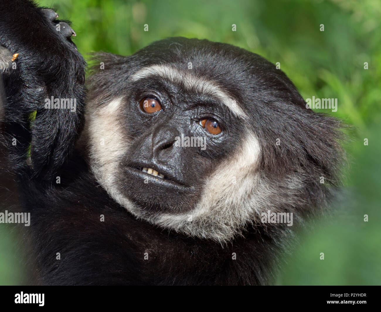 L'Agile gibbon Hylobates agilis mammifère captif portrait Banque D'Images