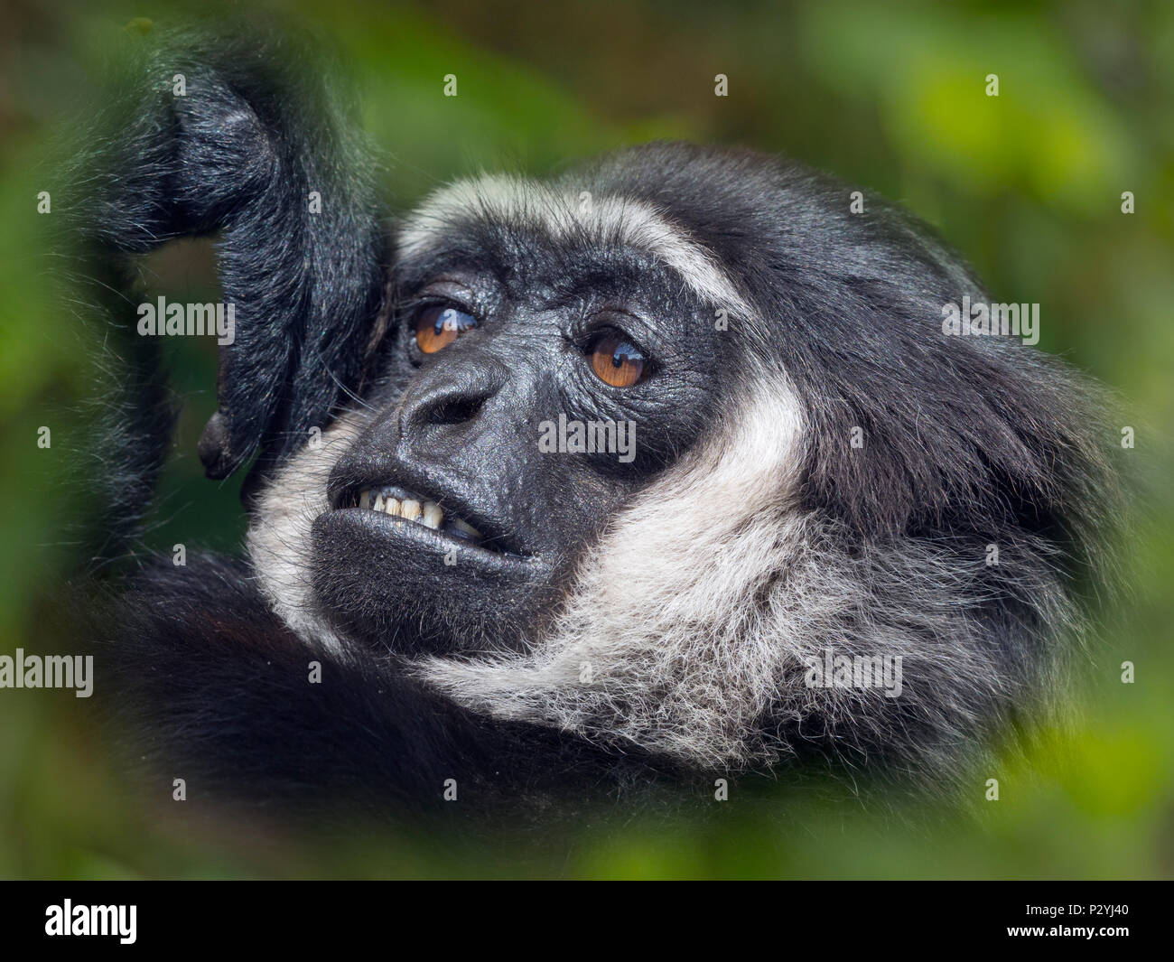 L'Agile gibbon Hylobates agilis mammifère captif portrait Banque D'Images