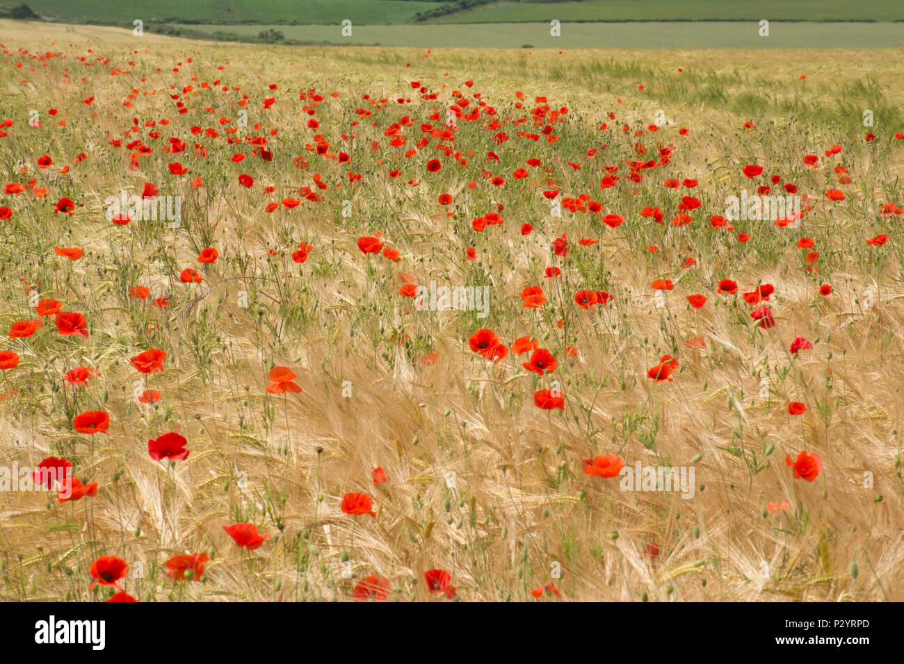 Domaine de coquelicots rouges (Papaver rhoeas), campagne du Dorset en été, UK Banque D'Images
