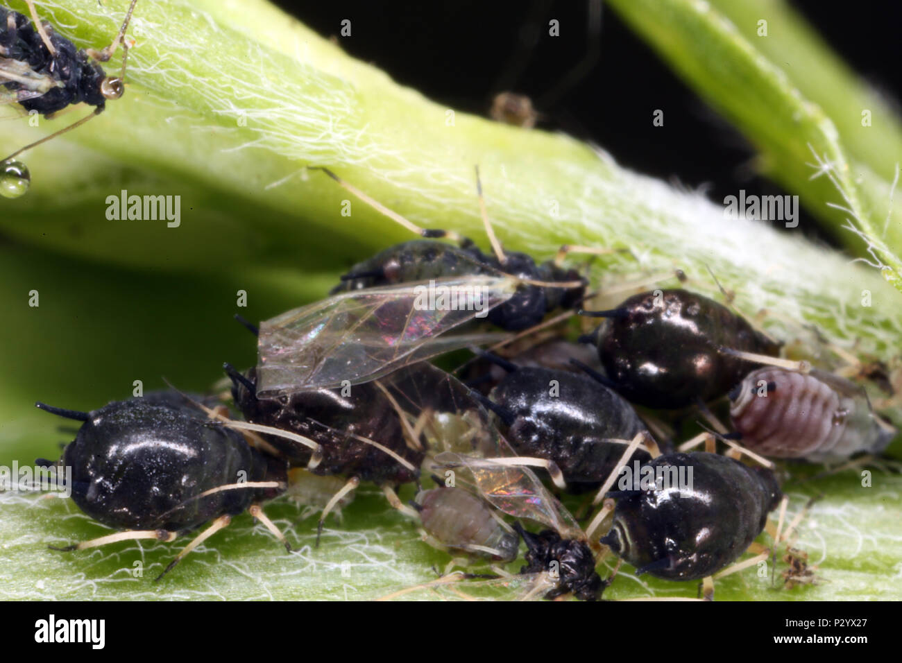 Berlin, Allemagne, ailé et non des feuilles les feuilles sur un plant stalk Banque D'Images