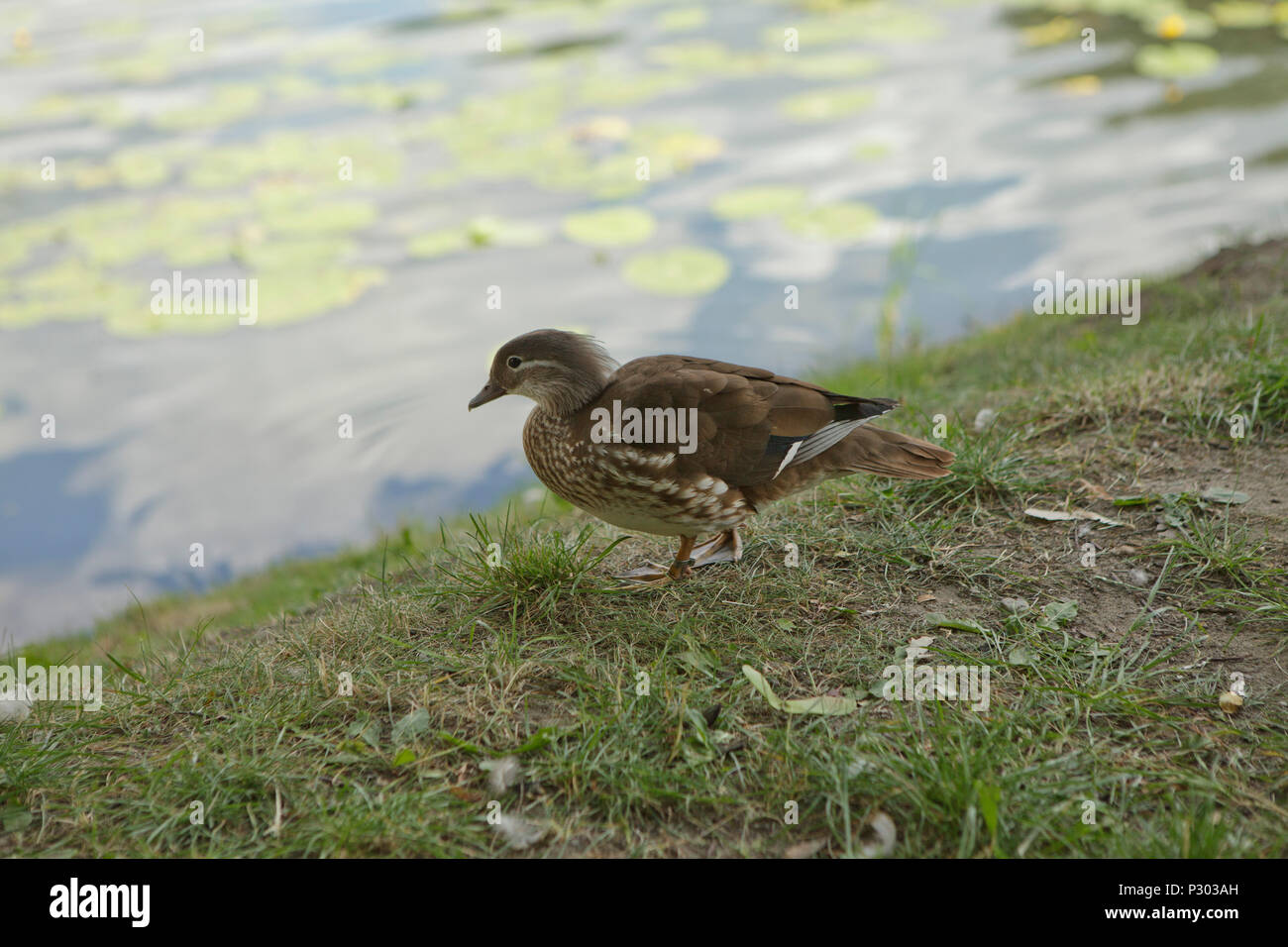 Jeune canard sur une rive d'un lac, Close up Banque D'Images