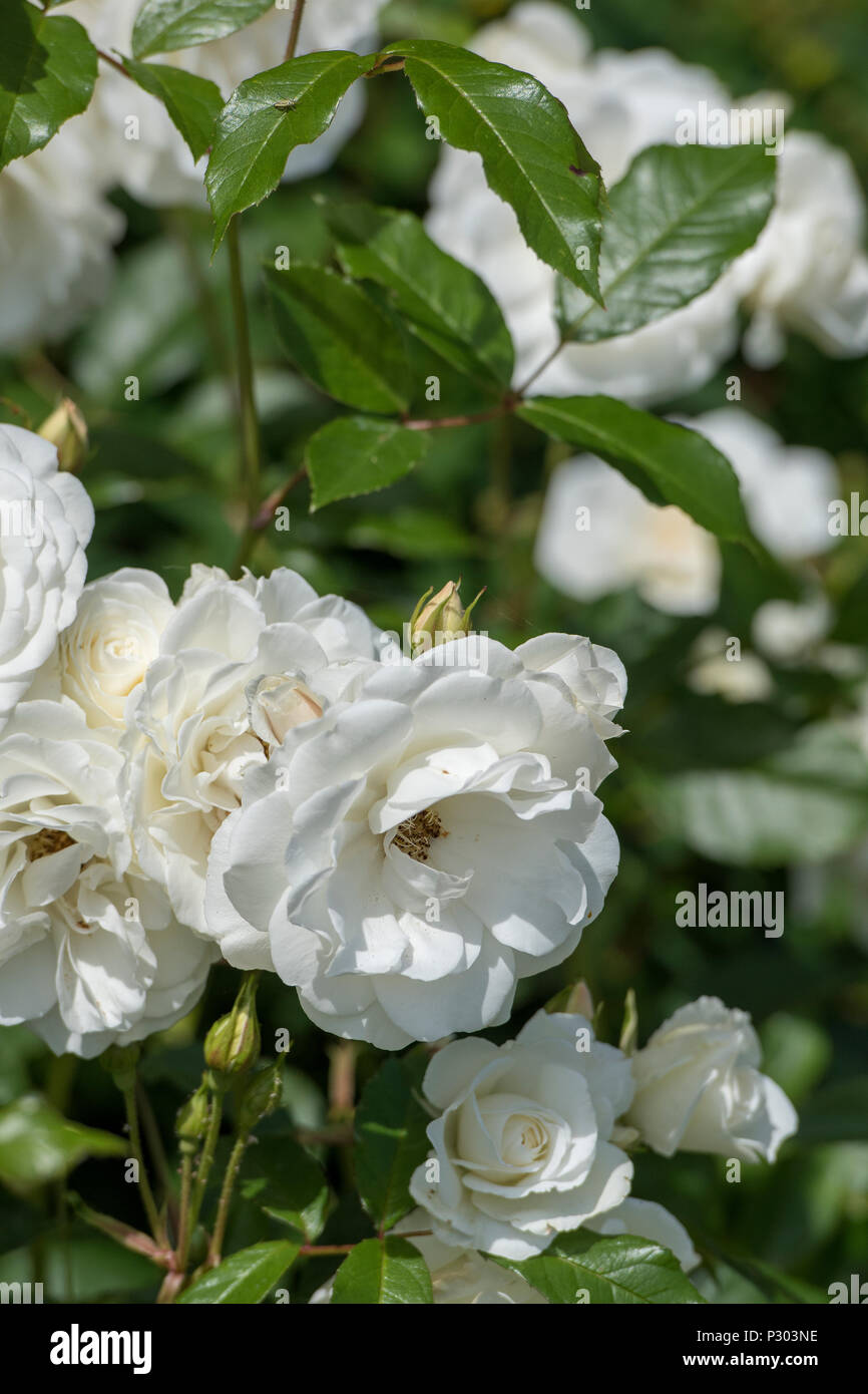 Belles roses blanches qui poussent à l'état sauvage dans un grand buisson  rose dans un cottage anglais jardin sur l'île de Wight Photo Stock - Alamy