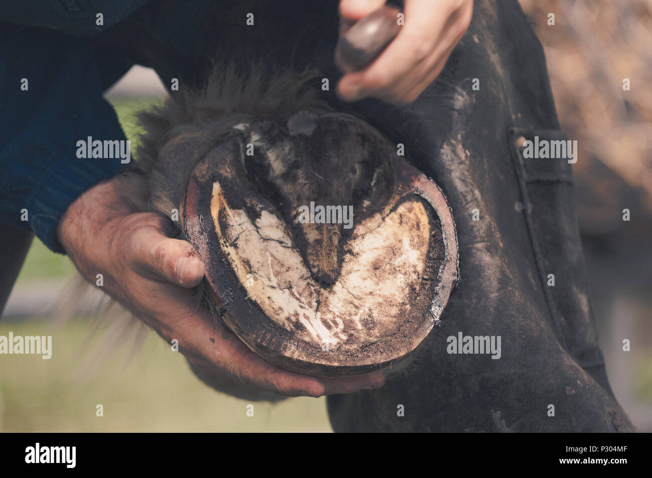 Le grattage et nettoyage de maréchalerie horse hoof avant le montage de nouvelles chaussures. Matte. Banque D'Images
