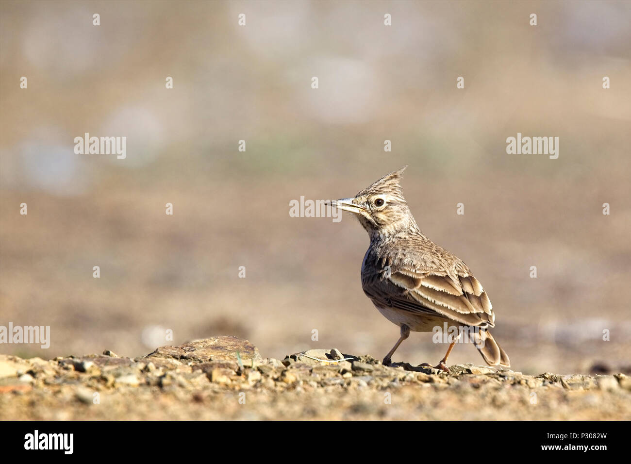 (Galerida cristata Crested Lark), près de Cordoue, Andalousie, espagne. Banque D'Images