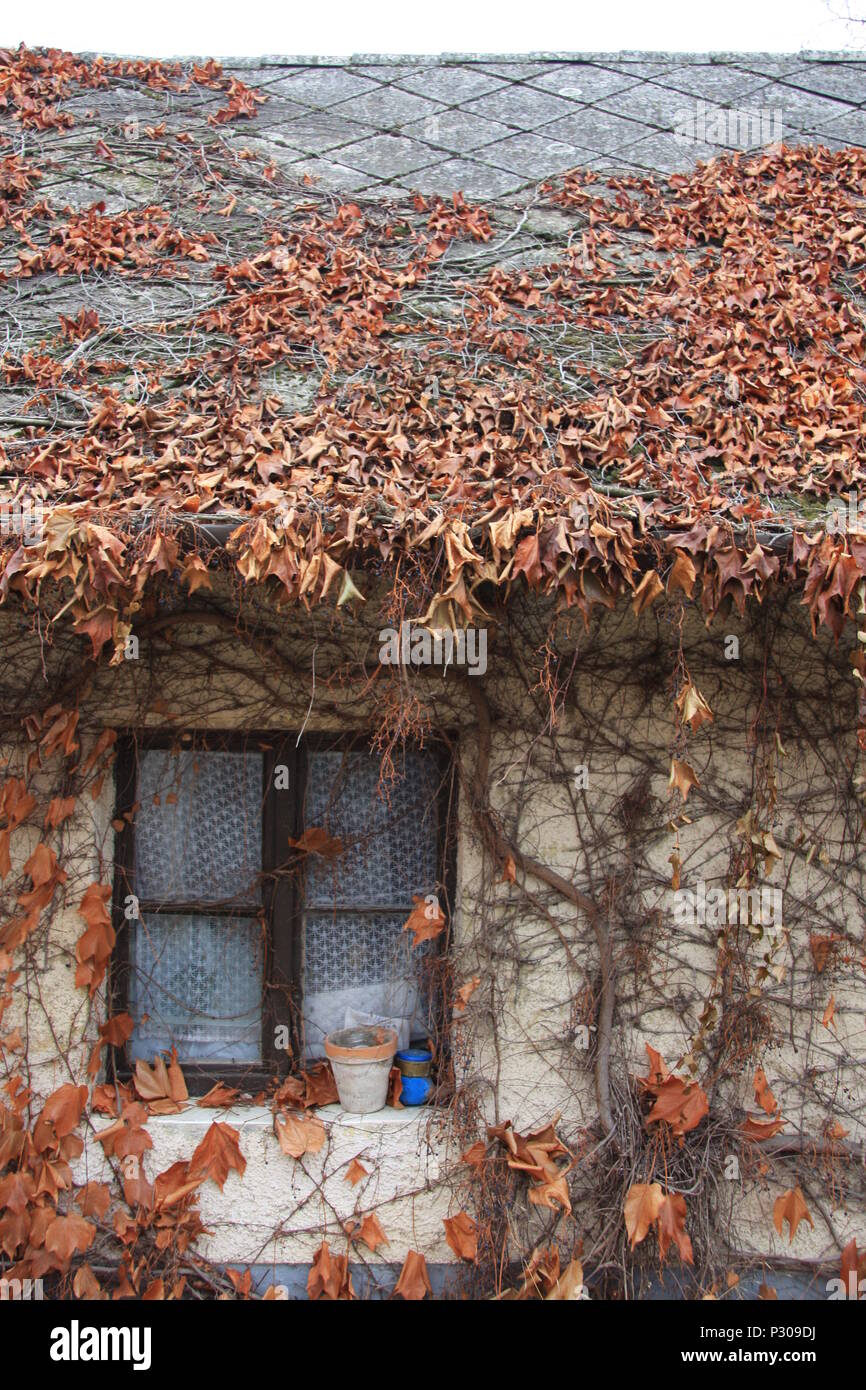 Vieille maison fenêtre sur les temps d'automne avec de belles rouge, orange, marron et jaune des feuilles, couvrir le toit et les murs de l'édifice. Banque D'Images