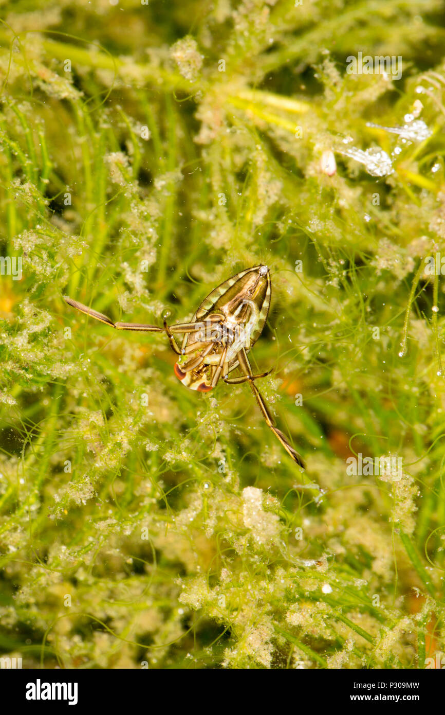 Un même cours d'eau batelier, ou backswimmer, Notonecta glauca dans un étang de jardin photographié dans la nuit. Le batelier de l'eau sur la photo a capturé sa proie dans Banque D'Images