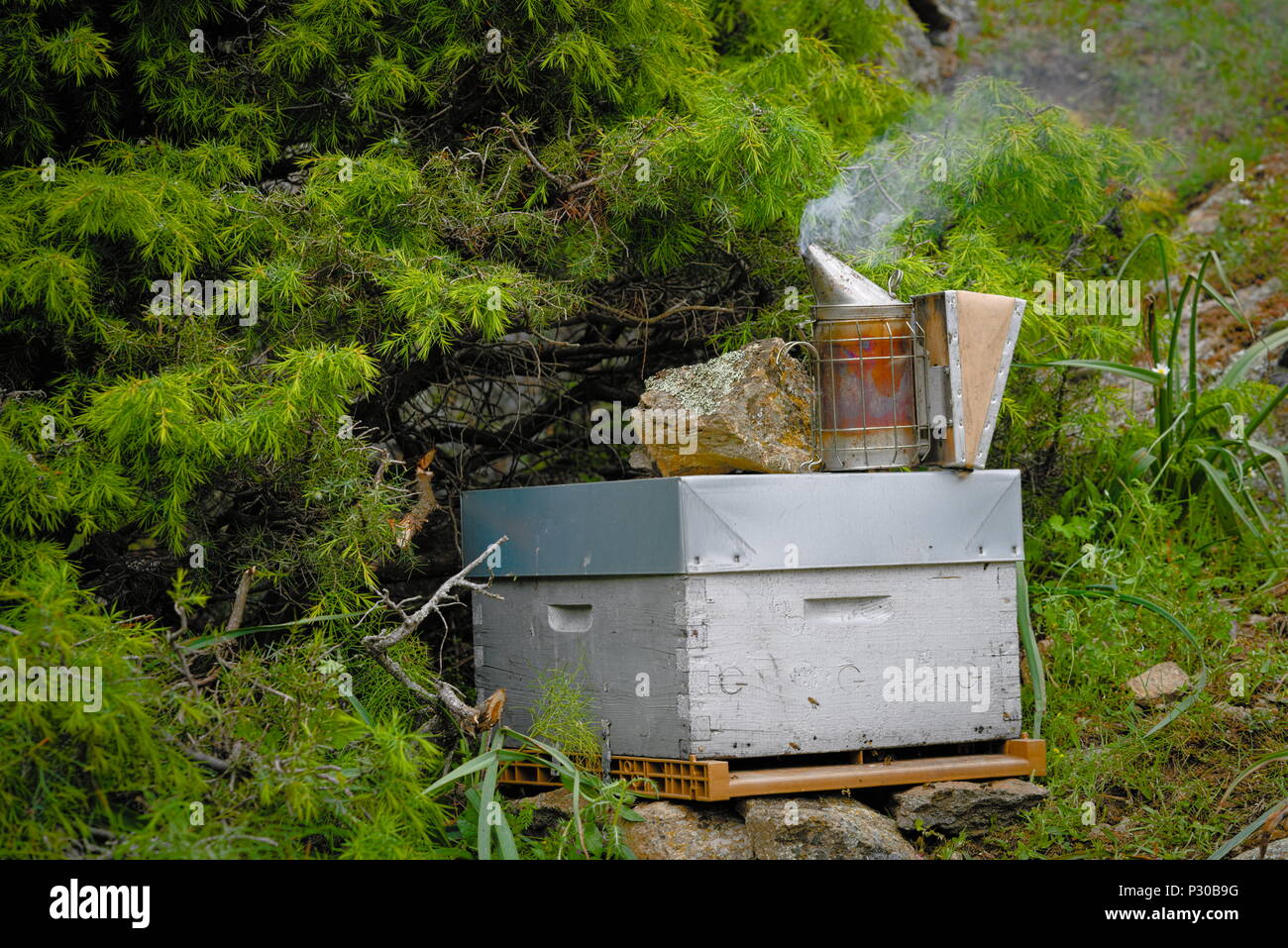 Libre d'une abeille fumeur Banque D'Images