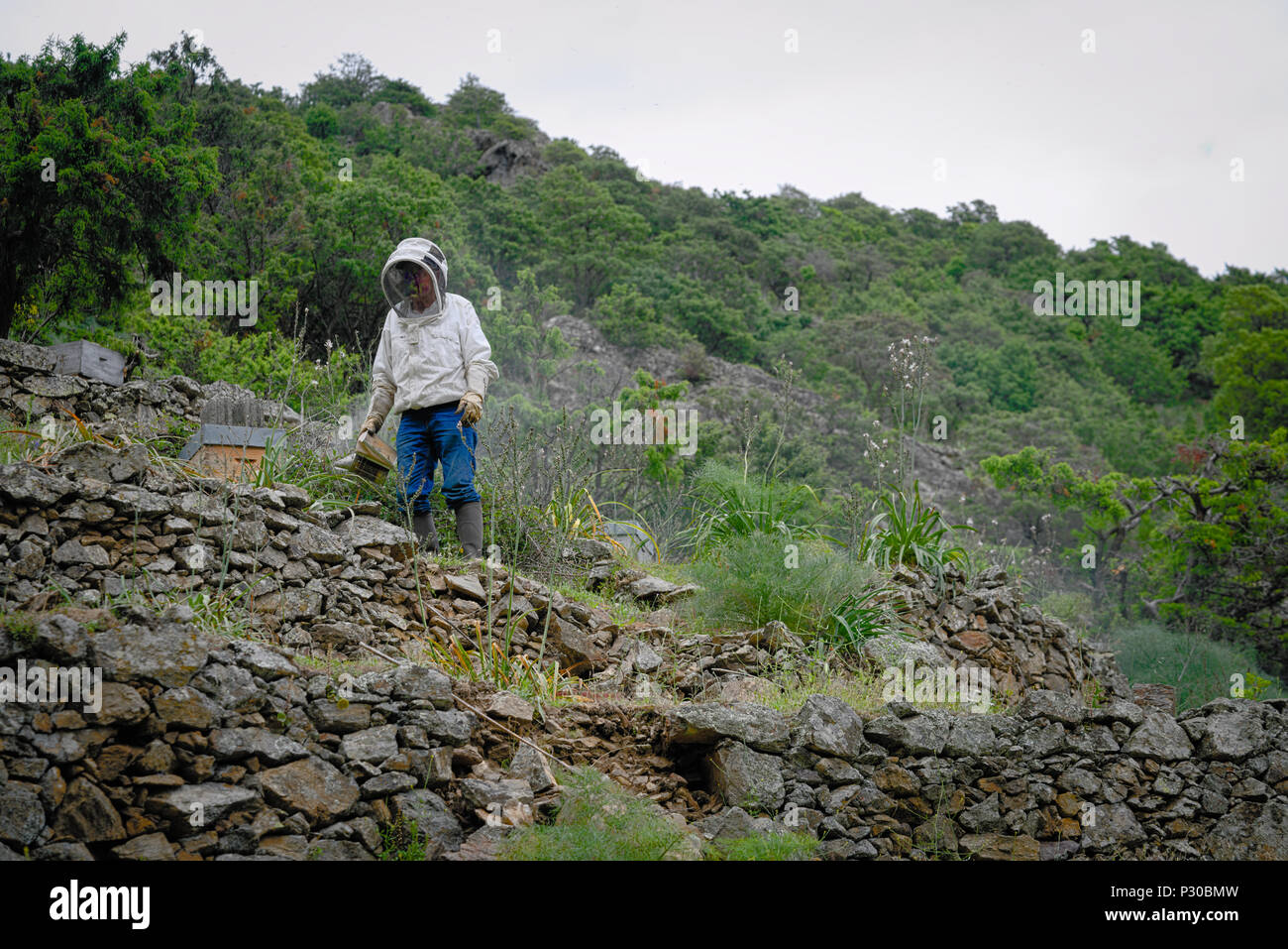 Libre d'un homme travaillant avec un fumeur d'abeilles Banque D'Images