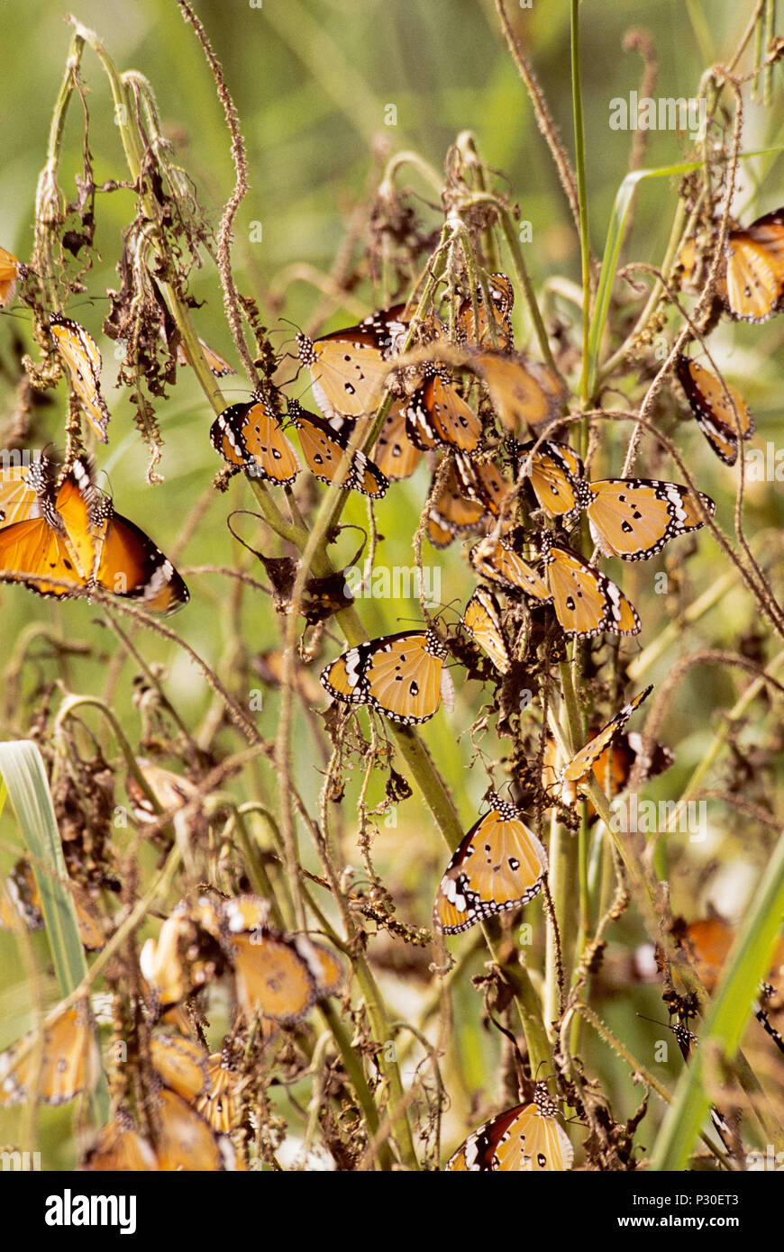 Colonie de Plain Tiger papillons,(Danaus chrysippe), Parc national de Keoladeo Ghana, Bharatpur, Rajasthan, Inde Banque D'Images