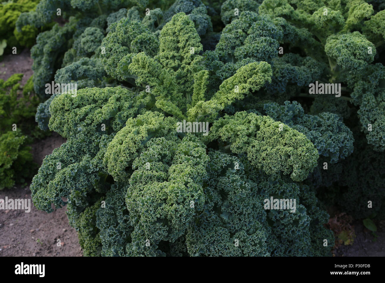 Eutin, Allemagne, close-up de chou vert Banque D'Images