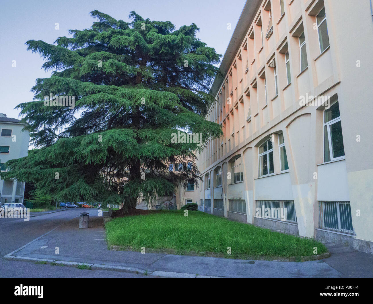 Magnifique arbre monumental à l'entrée d'une école secondaire en Lombardie, Italie Banque D'Images