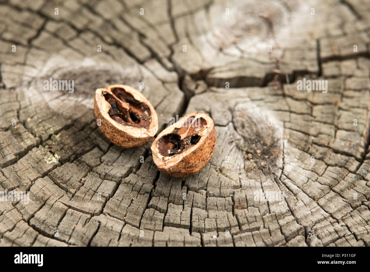 Coquillages de noix (Juglans regia), le persan, l'anglais, le carpalien, Madère, ou le noyer commun, sur un tronc d'arbre. Banque D'Images