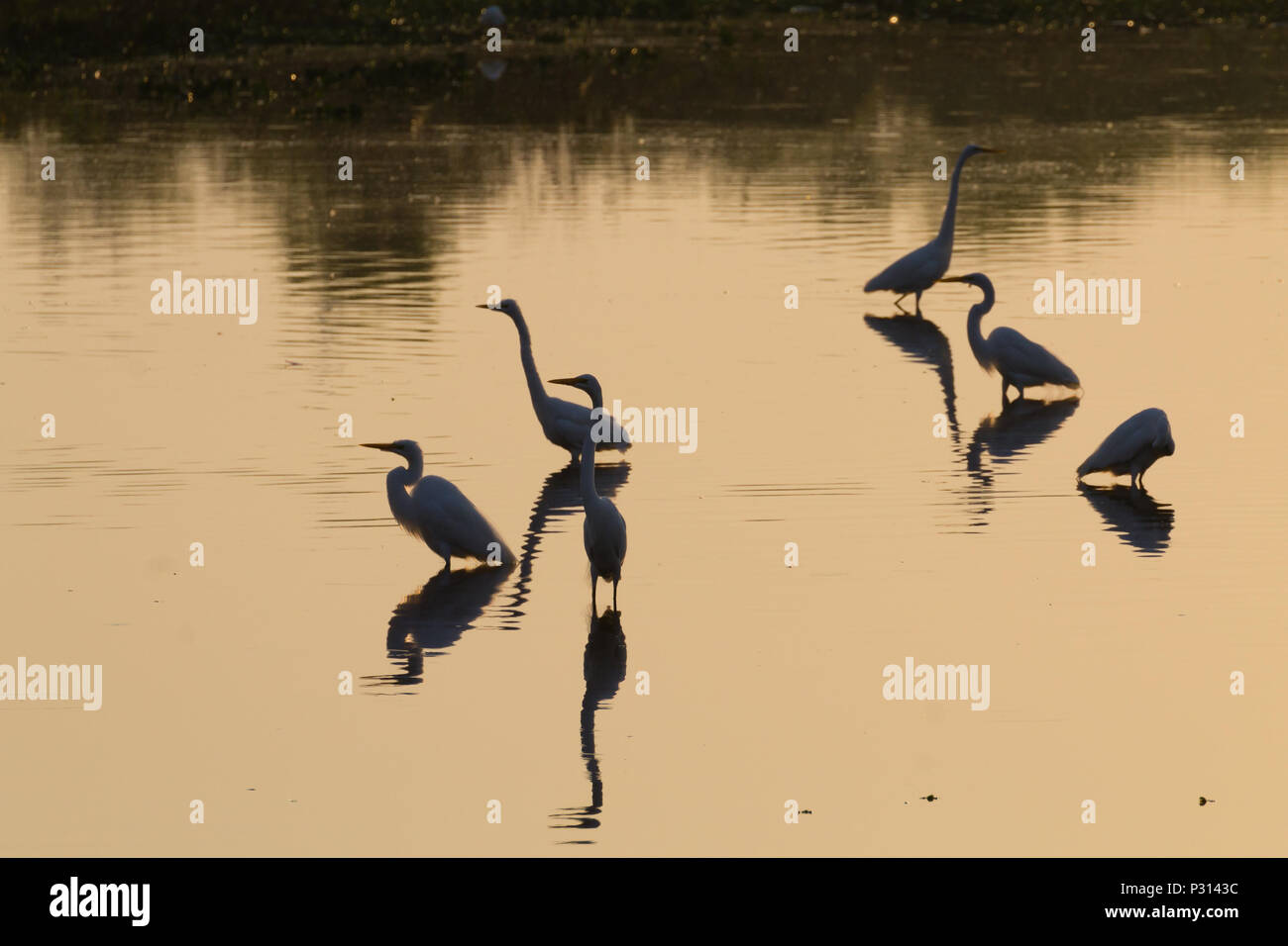 Reflète sur l'eau des oiseaux, du Pantanal au Brésil. La faune du Brésil. Silhouette d'oiseaux. Banque D'Images