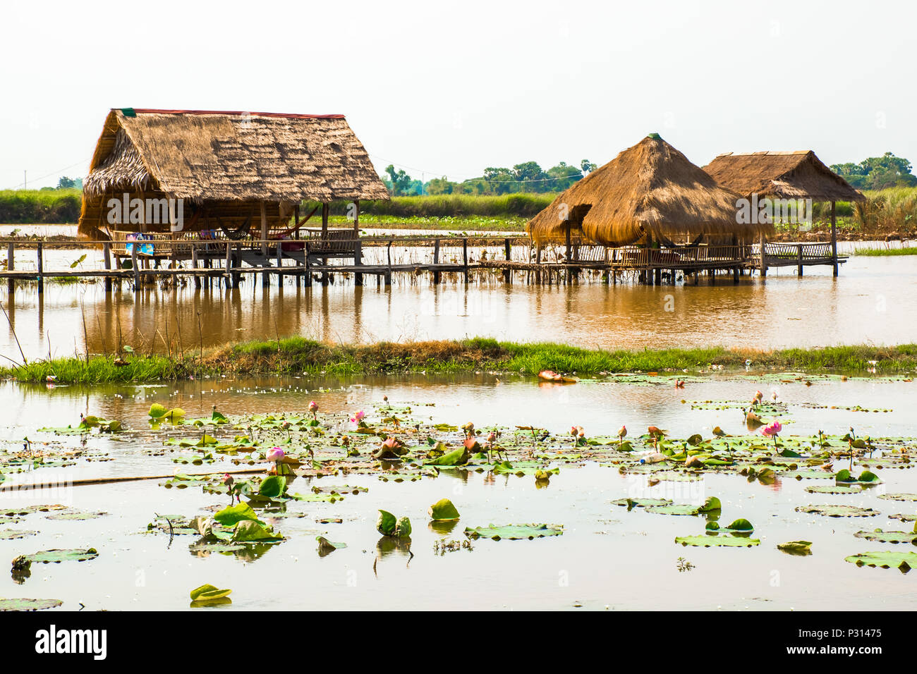 Champ de fleurs de lotus et ferme avec des abris près de Phnom Krom, Siem Reap, Cambodge Banque D'Images