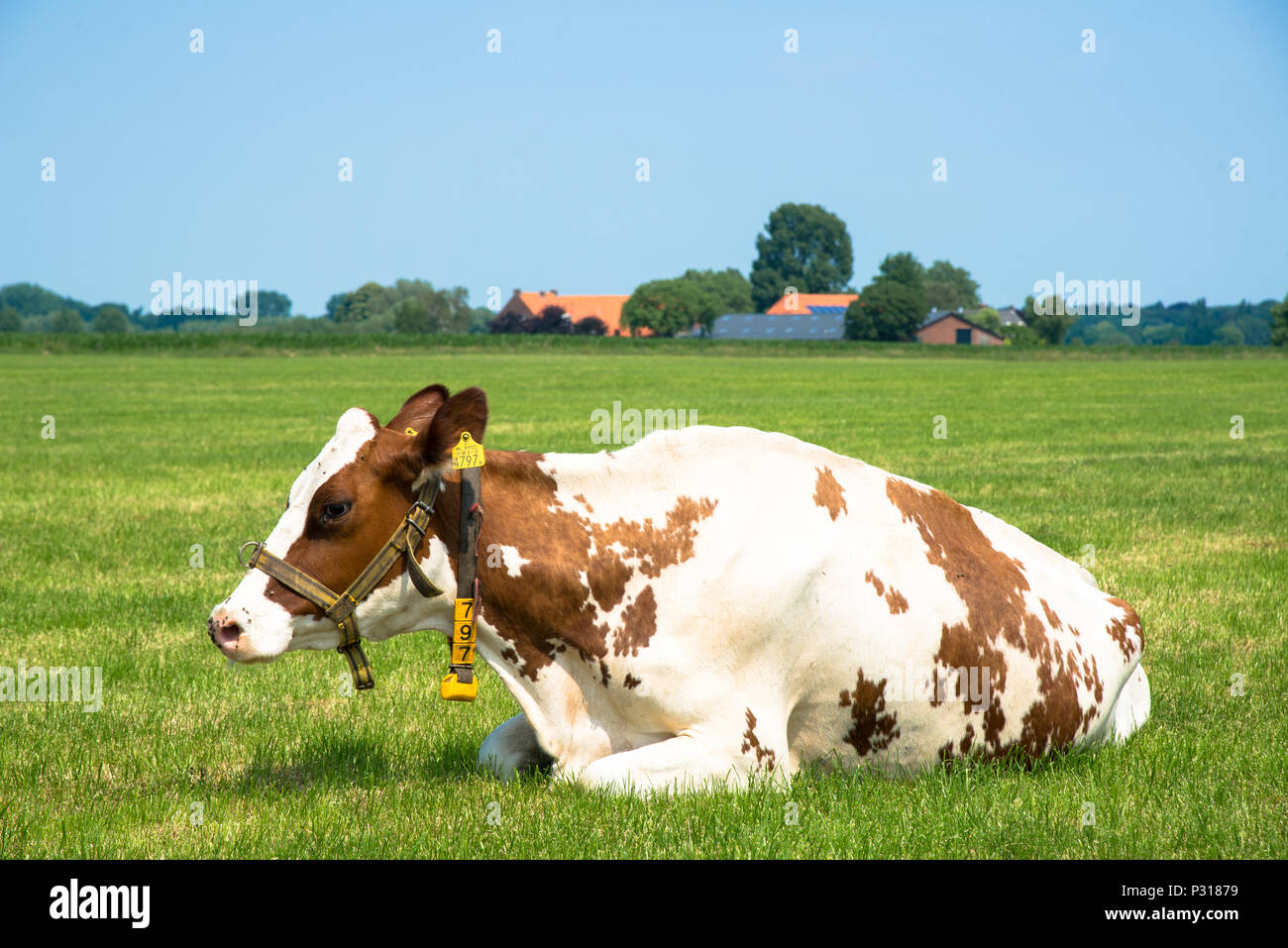 Prairie à vache dans l'Overijssel, Pays-Bas Banque D'Images