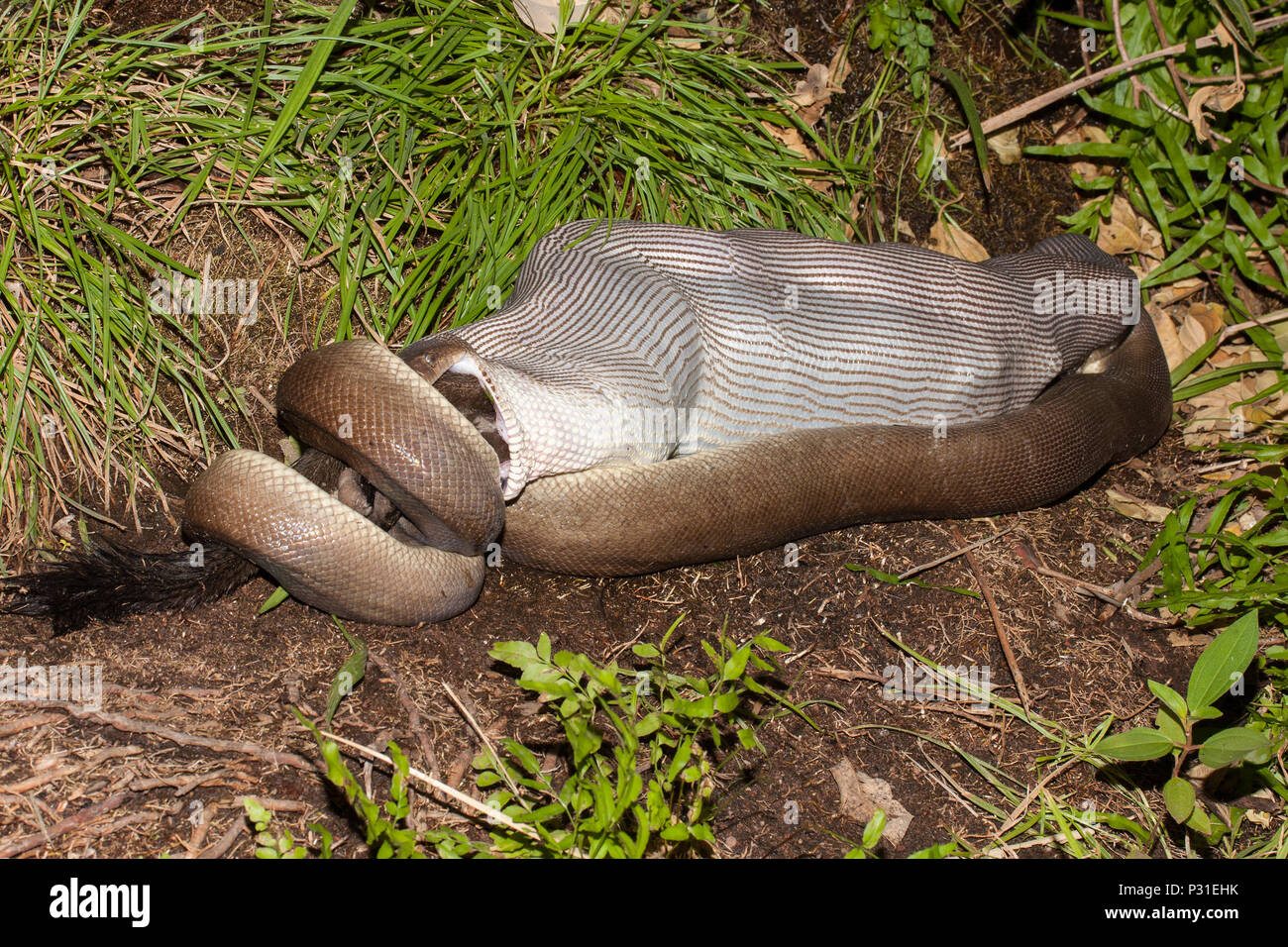 Python Olive Wallaby de l'alimentation Banque D'Images