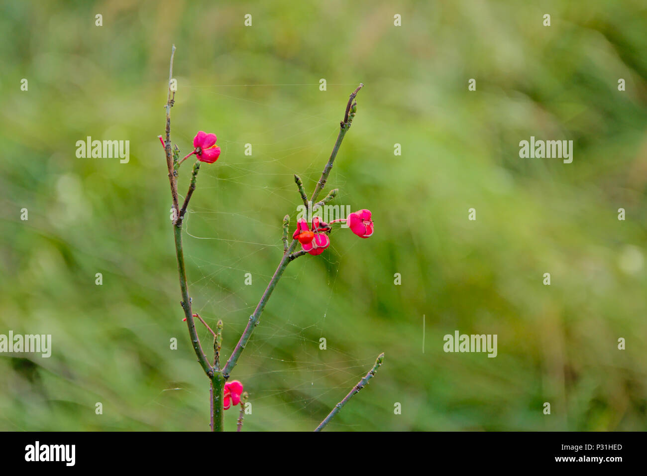 La fusée dernière fleurs sur un arbre de la direction générale de l'hiver, Selective Focus avec green bokeh background Banque D'Images