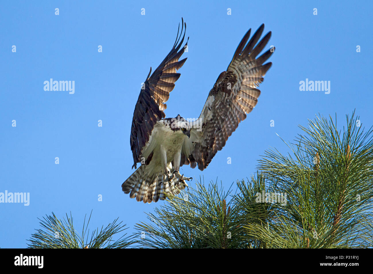 Un balbuzard pêcheur (Pandion haliaetus) avec ailes déployées s'apprête à atterrir sur une branche d'arbre à Fernan Lake dans l'Idaho. Banque D'Images