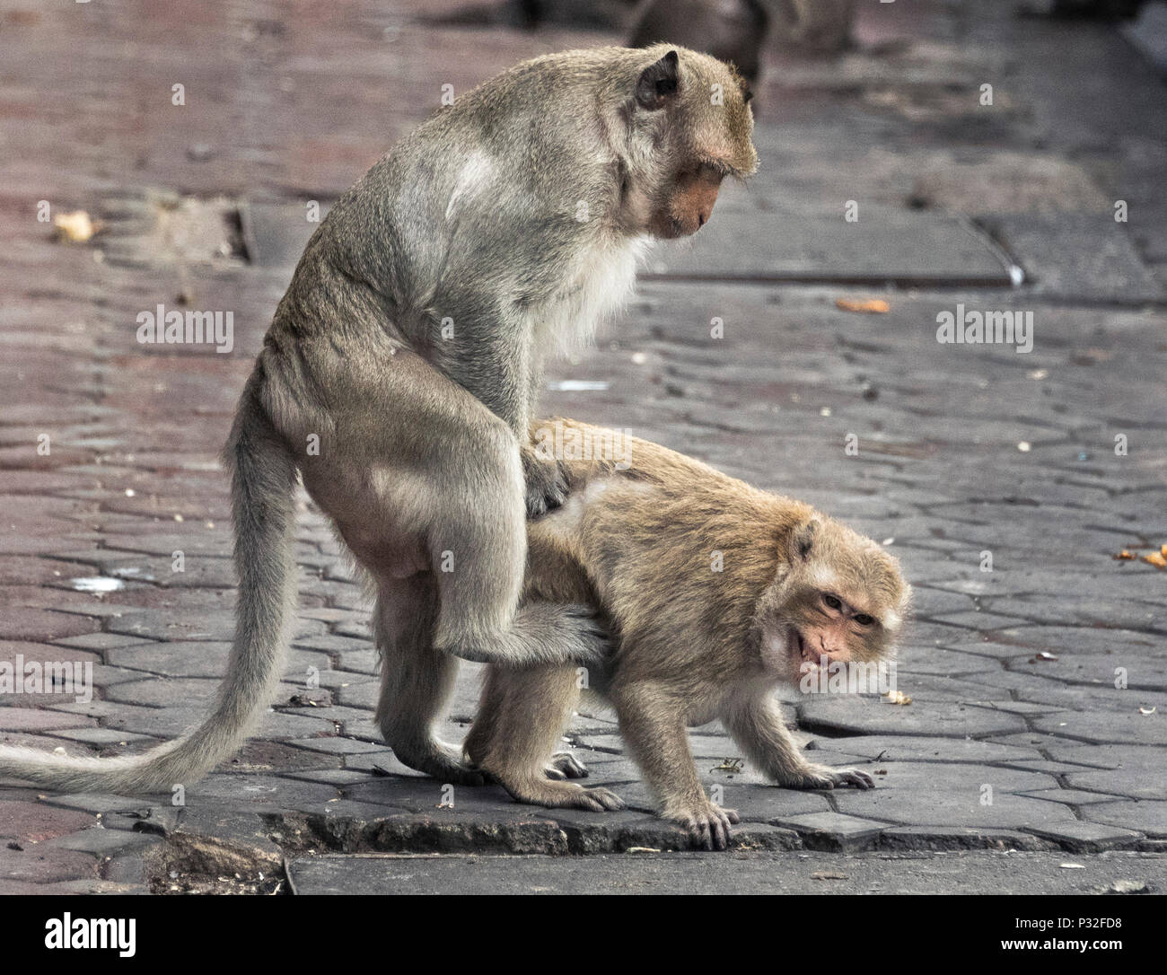 Lopburi, Thaïlande. 6Th Nov 2017. Un couple de singes dans les rues de Lopburi, la célèbre Monkeytown en Thaïlande. Crédit : Daniel Dohlus/ZUMA/Alamy Fil Live News Banque D'Images