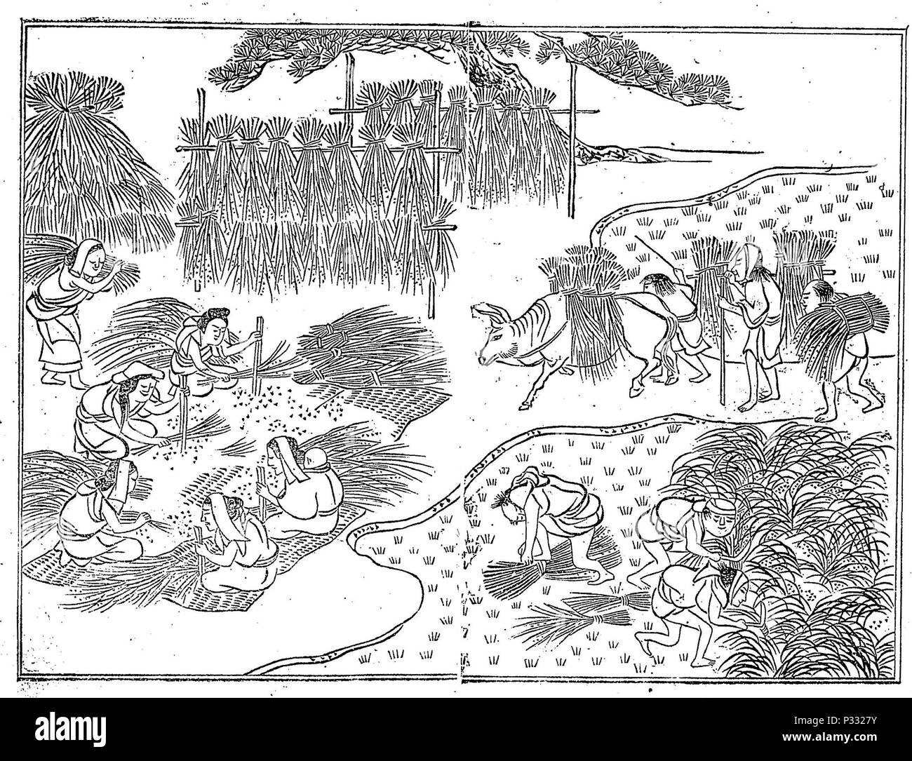 Récolte de riz de ' Nogyo zensho ' publiée à l'origine en 1697. Ceci est une copie publiée en 1894 . Banque D'Images