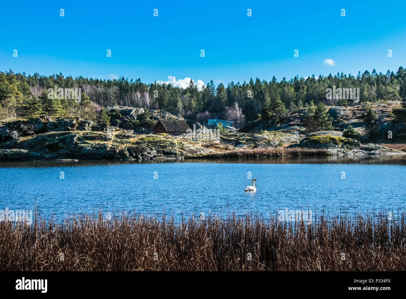 Un cygne nager dans un lac entouré de pins. Le ciel bleu se reflète sur le lac Banque D'Images