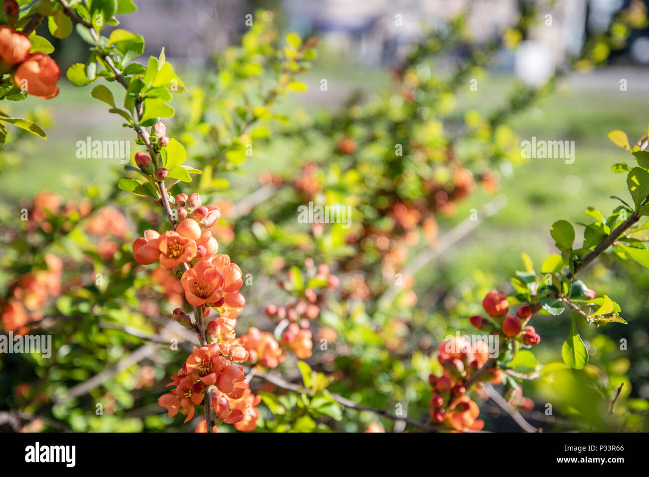 Fleurs rouges fleurs sur un arbre. Banque D'Images