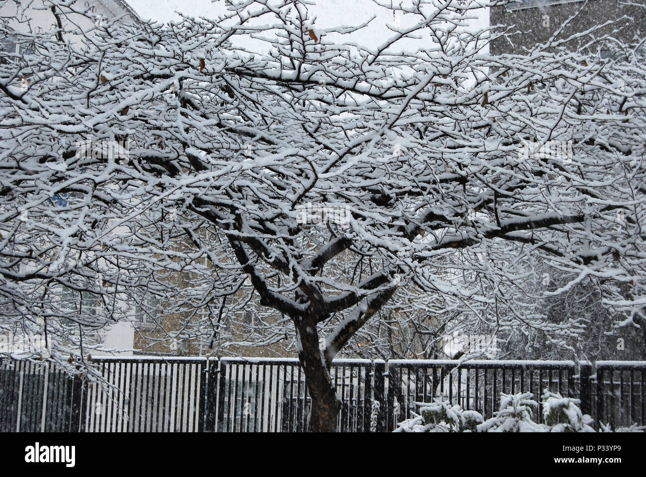 Arbre couvert de neige à Londres, Angleterre, Royaume-Uni, Europe Banque D'Images