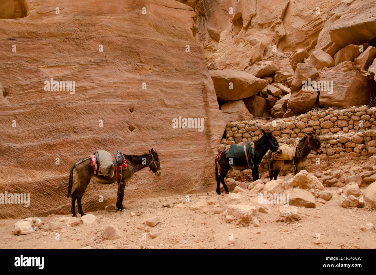En attente de l'âne dans le canyon de Petra, Jordanie, Moyen-Orient Banque D'Images