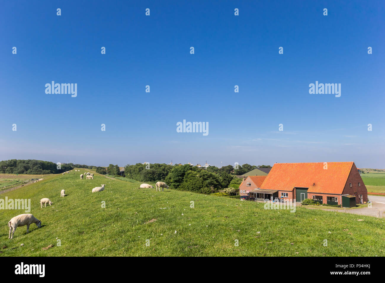 Moutons sur la digue sur l'île de Texel aux Pays-Bas Banque D'Images