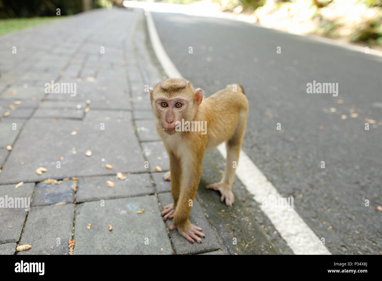 Singe mignon marche sur route en Thaïlande. Banque D'Images