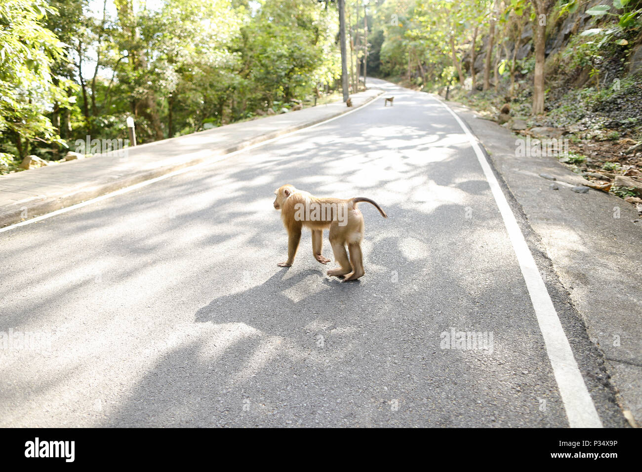 Monkey marche sur route dans les rayons du soleil. Banque D'Images