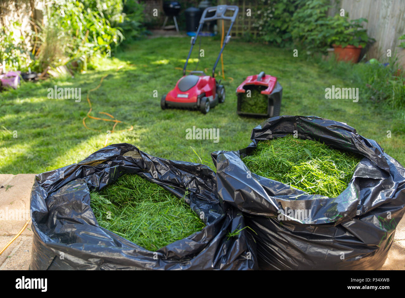 Un ménage de tonte de pelouse jardin sac noir avec des déchets de tonte fraîchement coupé Banque D'Images