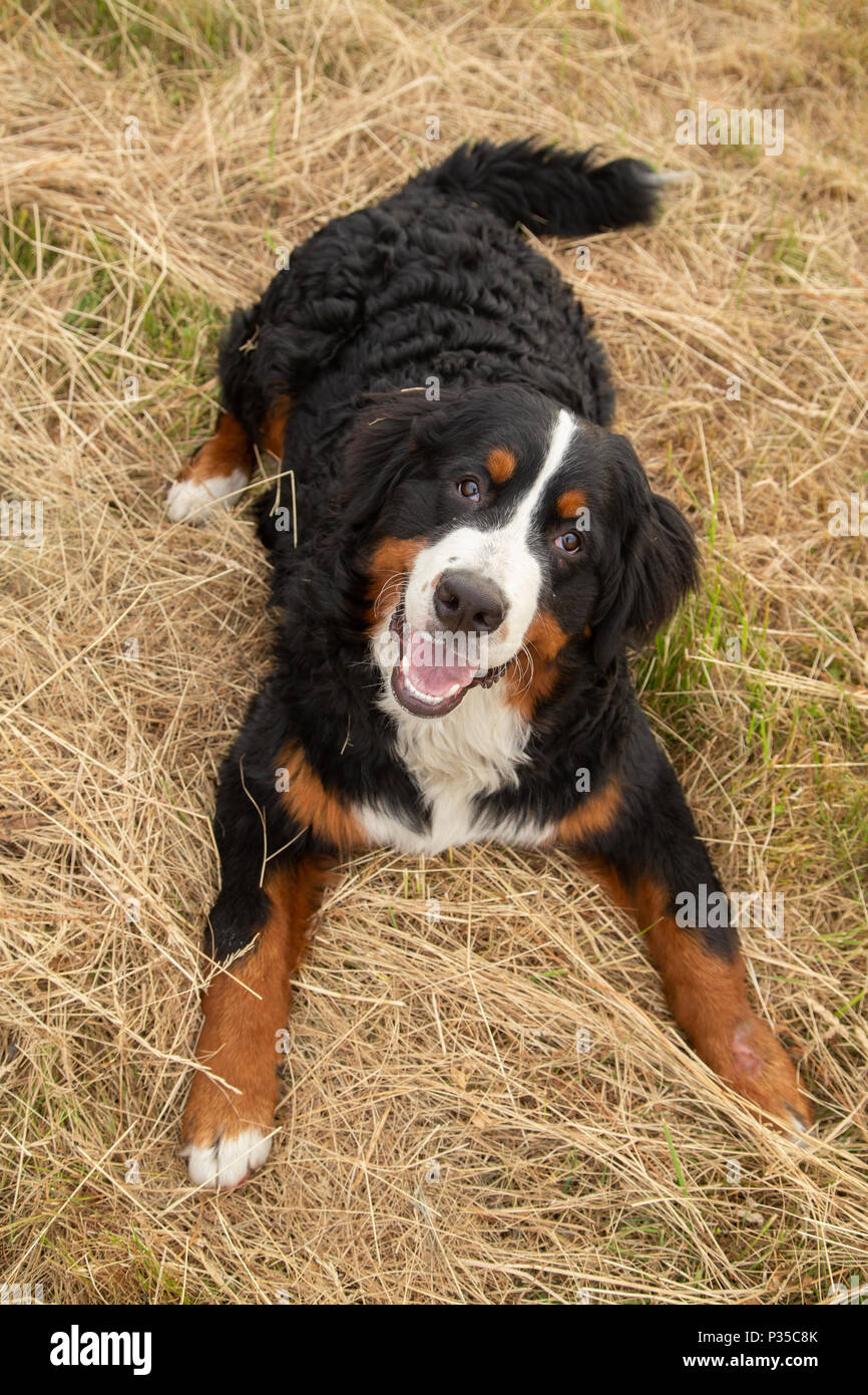 Bernois couché sur l'herbe sèche looking at camera Banque D'Images