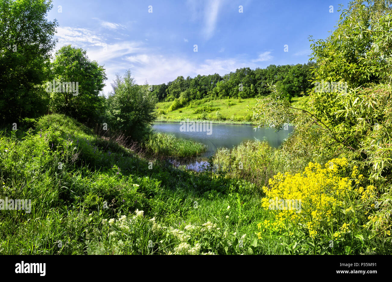 Rivière avec des fleurs jaunes et une herbe verte. Paysage d'été. Le concept de la nature et la solitude. Banque D'Images