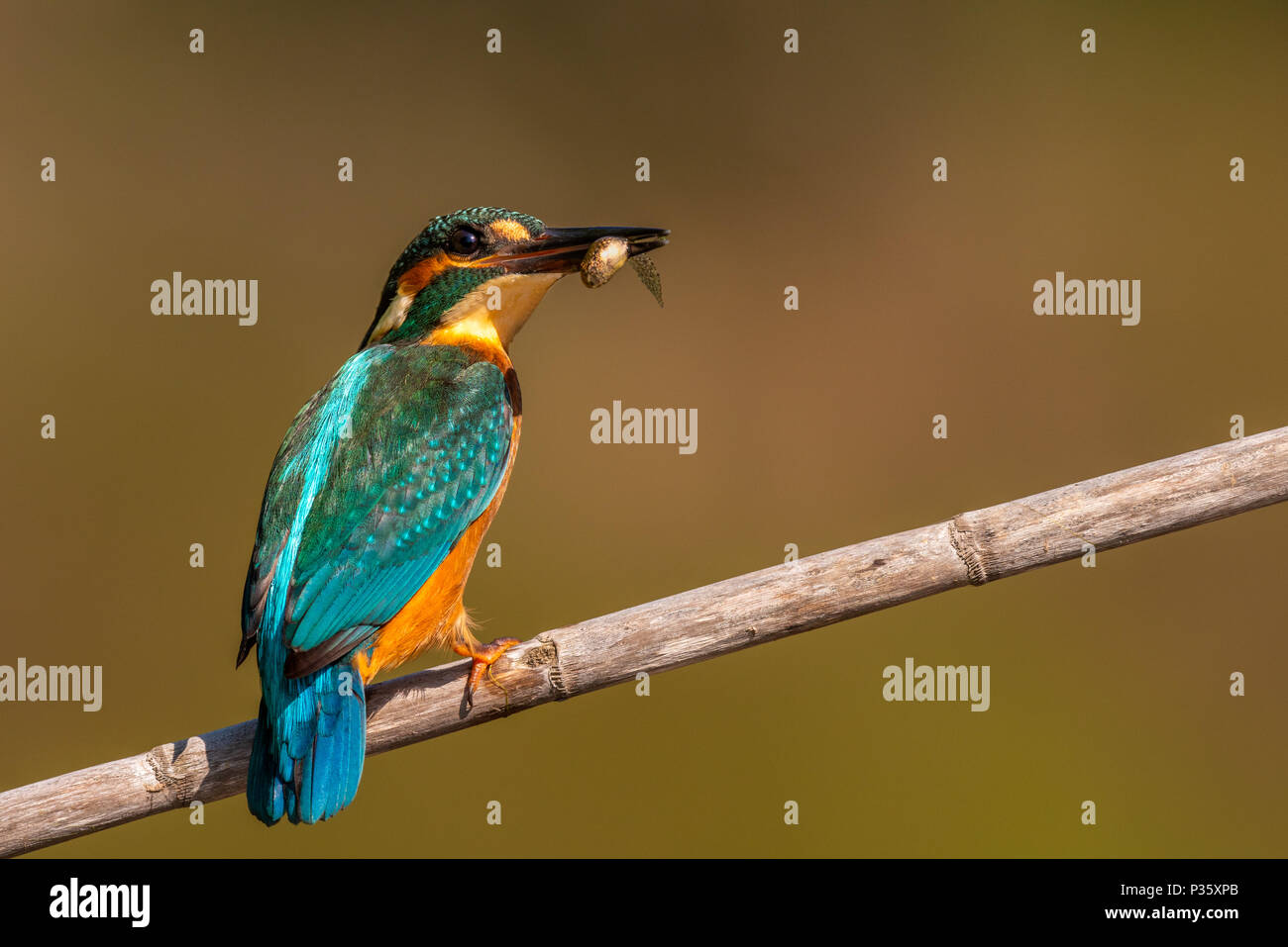 Kingfisher commun mâle perché avec une prise Banque D'Images